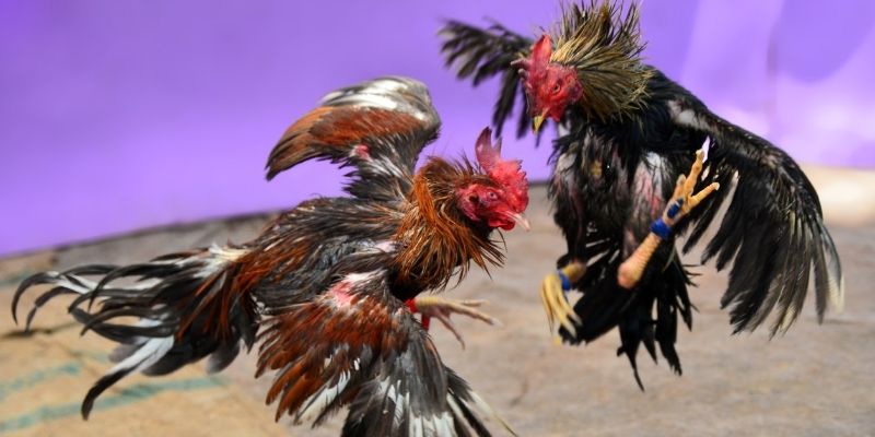 nohu95 KM Game Bài 3d