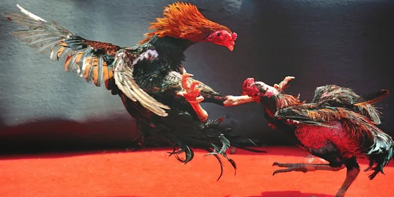 nohu95 bắn cá h5 chơi ngay