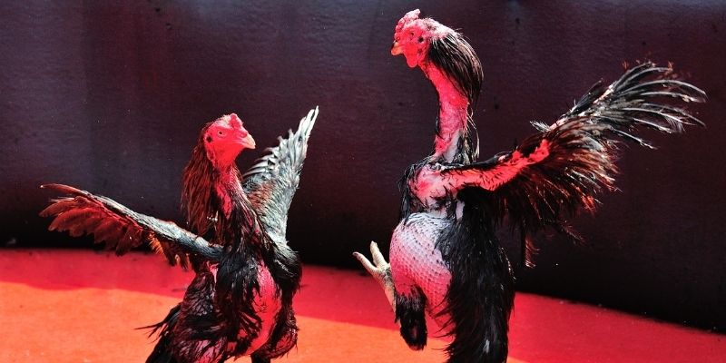 nohu95 thị trường baccarat là gì