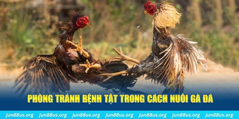 nohu95 đăng nhập phỏm online