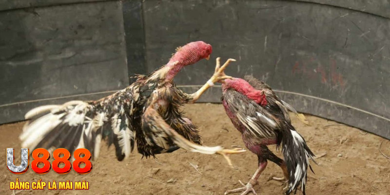 nohu95 đăng nhập tiến lên miền nam số 1